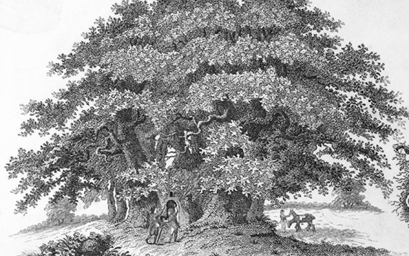 chestnut tree drawing
